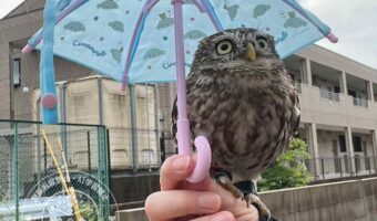 傘をさしてもらいお出かけするフクロウがかわいすぎると話題に「全部可愛いです」「専用傘もかわいい」
