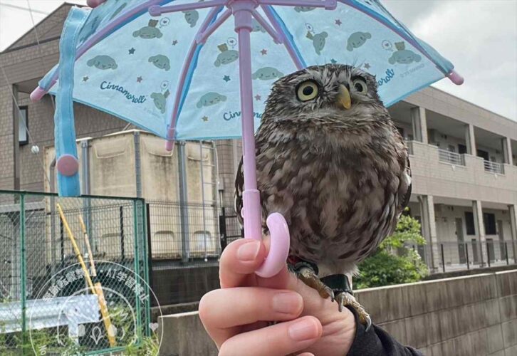 傘をさしてもらいお出かけするフクロウがかわいすぎると話題に「全部可愛いです」「専用傘もかわいい」