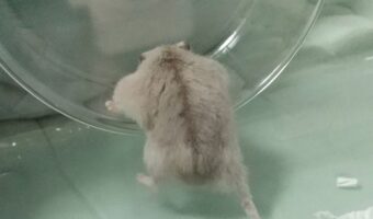 「よっこいせ」回し車に乗りたいハムスターの後ろ姿に反響「背中で語るハムちゃん」「たくましいお背中」