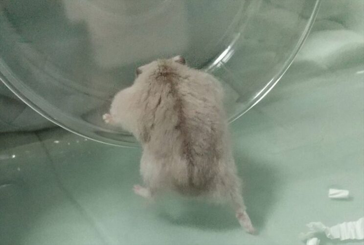 「よっこいせ」回し車に乗りたいハムスターの後ろ姿に反響「背中で語るハムちゃん」「たくましいお背中」