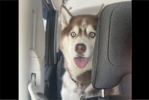 お出かけだと思ったのに・・。病院に着いたハスキー犬の表情がすべてを物語る「だまされたワン」「ウソだろうみたいな驚き」