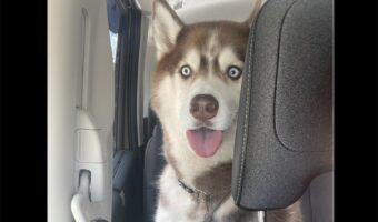 お出かけだと思ったのに・・。病院に着いたハスキー犬の表情がすべてを物語る「だまされたワン」「ウソだろうみたいな驚き」