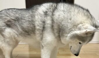 ハスキー犬が落ち込んでいる？ブラッシング後の様子に「毛がなくなっちゃったワン」「ハゲてまうやんけ」