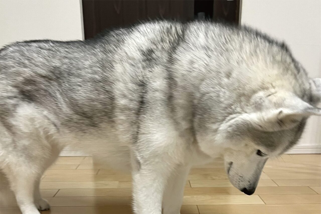 ハスキー犬が落ち込んでいる?ブラッシング後の様子に「毛がなくなっちゃったワン」「ハゲてまうやんけ」