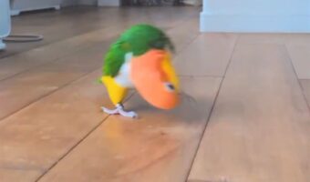 今通り過ぎていったのはカニ・・じゃない！シロハラインコだ！！その異様な走り方が話題に「思わず吹いてしまいました」「黄色頭のカニさん」