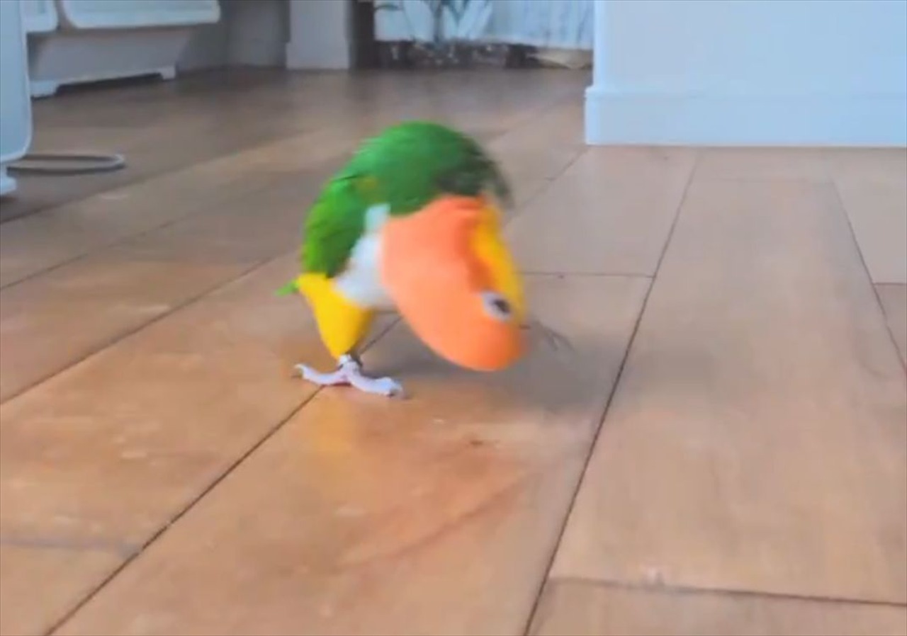 今通り過ぎていったのはカニ・・じゃない!シロハラインコだ!!その異様な走り方が話題に「思わず吹いてしまいました」「黄色頭のカニさん」