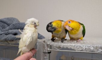 新人に興味津々なインコたちに反響「絶対見えてないけど、興味津々なのがわかりやすい」「かわいいトリオ」