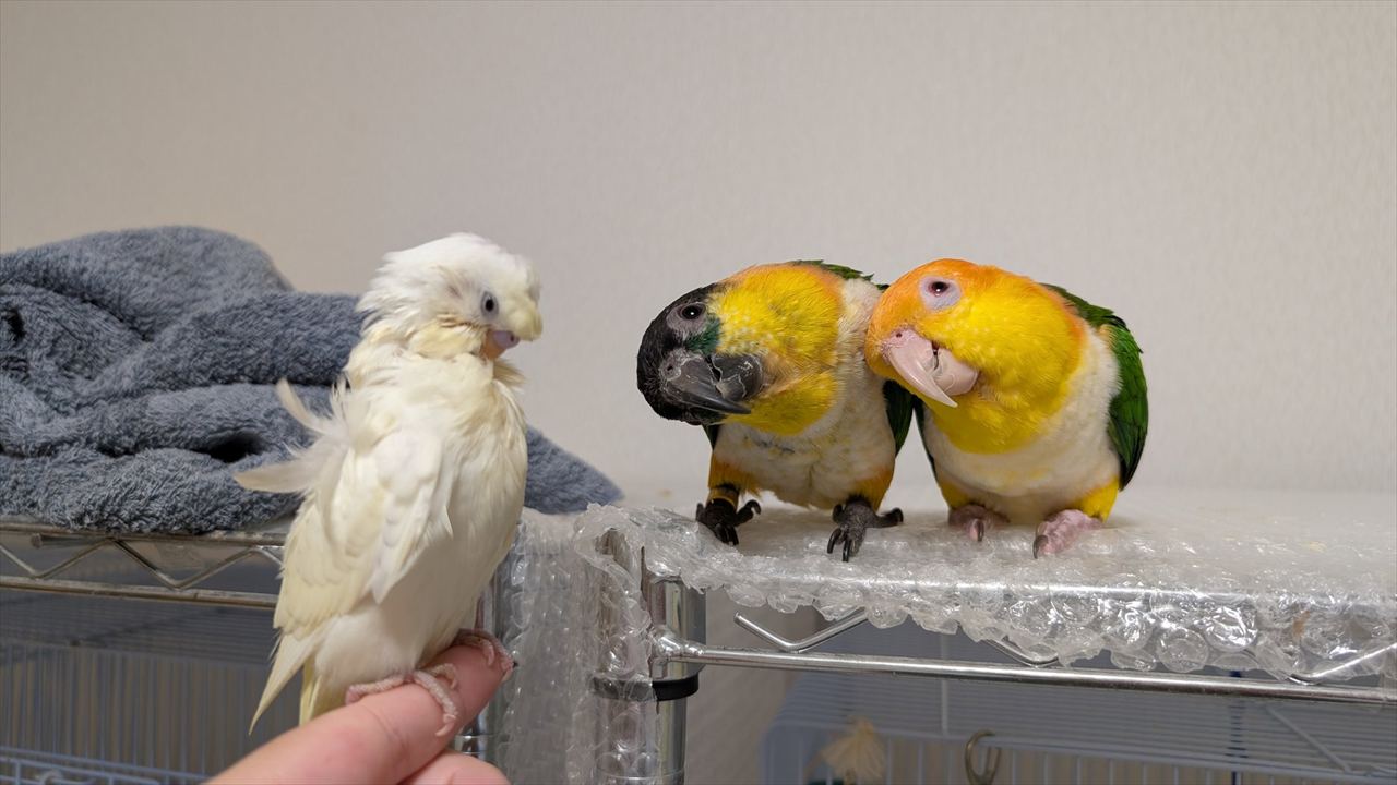 新人に興味津々なインコたちに反響「絶対見えてないけど、興味津々なのがわかりやすい」「かわいいトリオ」