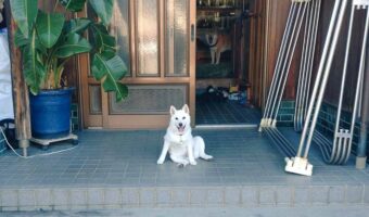この柴犬・・番犬には向かない!?愛嬌たっぷりな姿が話題に「めっちゃウェルカムな気がする」「モデルさんみたい」