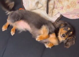 ダックスフンドのかわいいを知る入門動画！？見つめてきながらコロリと寝転がるかわいすぎる姿が話題に「お腹なでなでしたい」「すぐ転がるのがダックス」