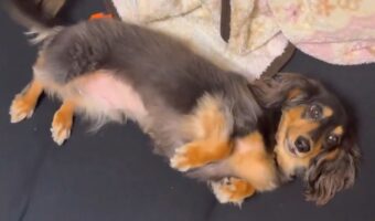 ダックスフンドのかわいいを知る入門動画!?見つめてきながらコロリと寝転がるかわいすぎる姿が話題に「お腹なでなでしたい」「すぐ転がるのがダックス」