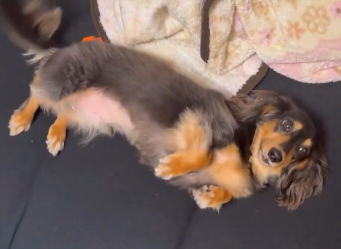 ダックスフンドのかわいいを知る入門動画！？見つめてきながらコロリと寝転がるかわいすぎる姿が話題に「お腹なでなでしたい」「すぐ転がるのがダックス」