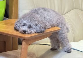 トイプードルが溶けちゃった！？遊び疲れてとろけている姿が話題に「ひたすらモフモフしたい」「ふにゃふにゃになってますね〜」