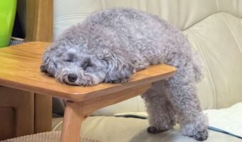 トイプードルが溶けちゃった！？遊び疲れてとろけている姿が話題に「ひたすらモフモフしたい」「ふにゃふにゃになってますね〜」