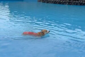 必死に歩いてるのに・・。進んでいるように見えないコーギーがかわいい！