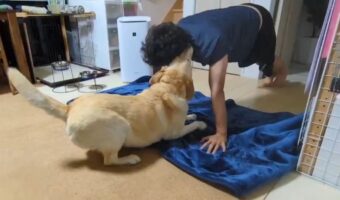 腕立て伏せをする飼い主さんに駆け寄るラブラドールレトリバー。一緒に遊ぼうと喜びはしゃぐ姿に反響「楽しい尻尾、たまらん!」「一緒に遊びたいのね」