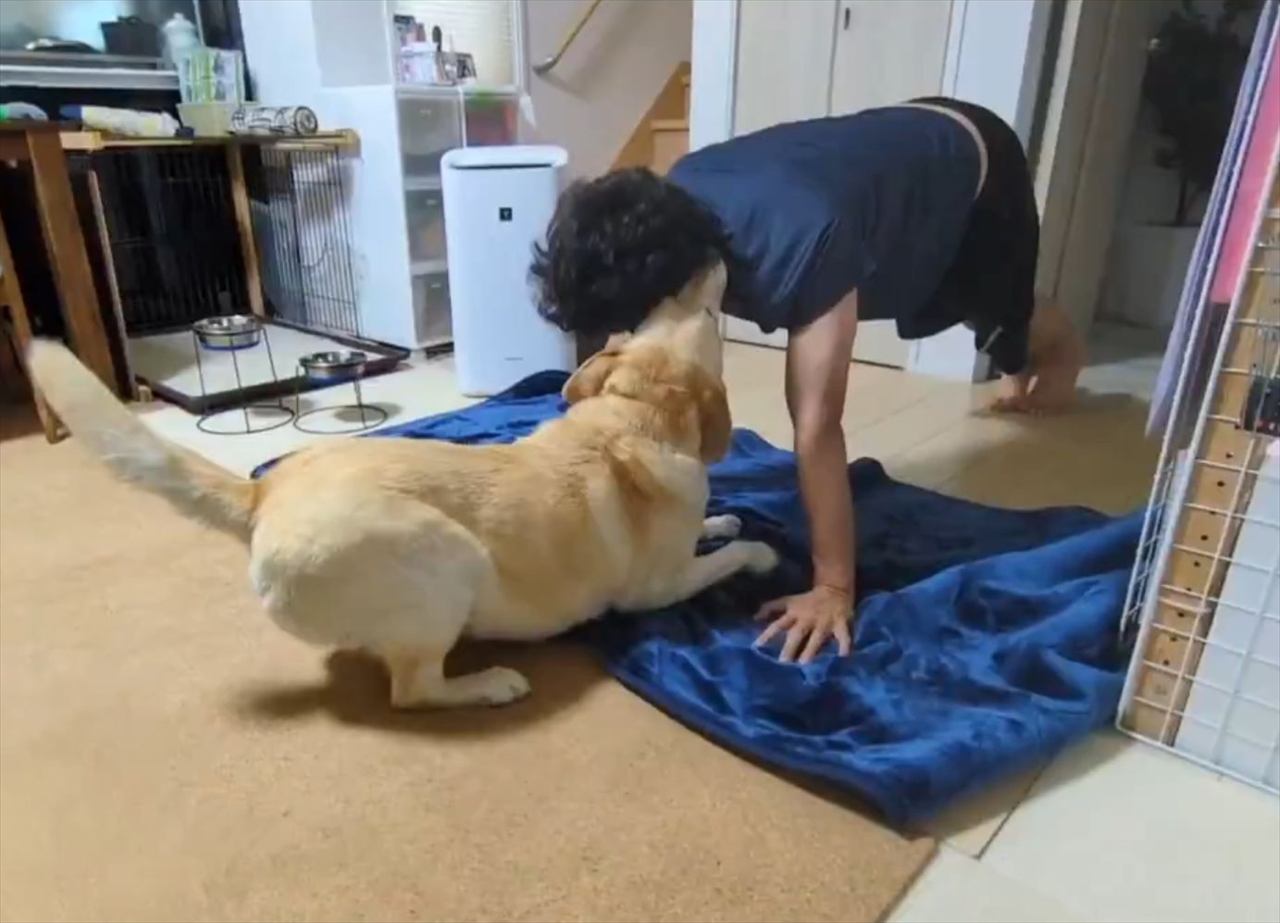 腕立て伏せをする飼い主さんに駆け寄るラブラドールレトリバー。一緒に遊ぼうと喜びはしゃぐ姿に反響「楽しい尻尾、たまらん!」「一緒に遊びたいのね」