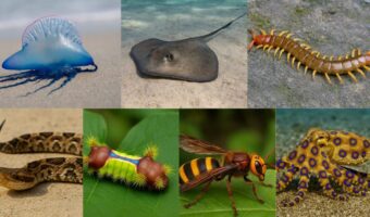 日本の知っているようで知らない“本当に危険な生物”ランキングTOP7