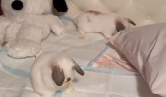 クシクシしたり枕カバーをかじったり。自由に過ごすウサギたちがかわいすぎると話題に