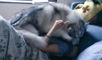 自分を子犬だと思っている？寝ている飼い主さんに乗るハスキー犬が話題に「気分は子犬、身体は成犬」「しあわせな重さだ。うらやましいです」