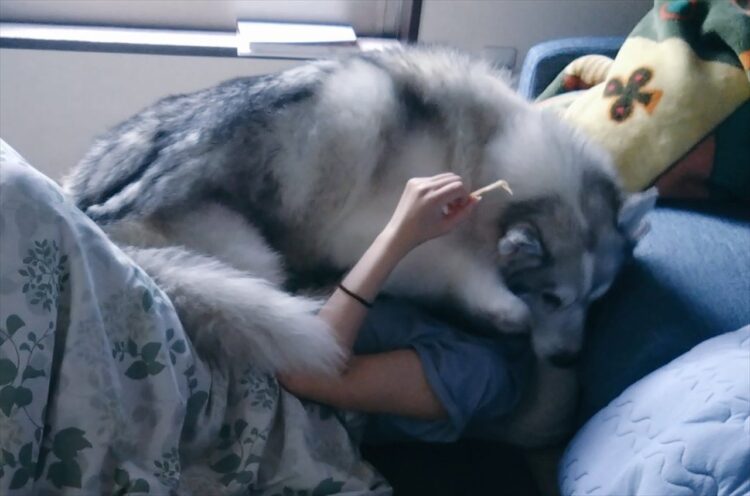 自分を子犬だと思っている？寝ている飼い主さんに乗るハスキー犬が話題に「気分は子犬、身体は成犬」「しあわせな重さだ。うらやましいです」