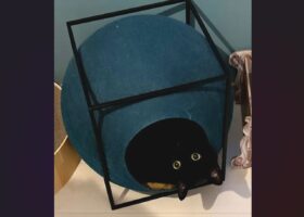 ネコが呼んだら・・。前衛的な現れ方をした！？「ひょっこりにゃ」「現代アートを名乗れますね！」