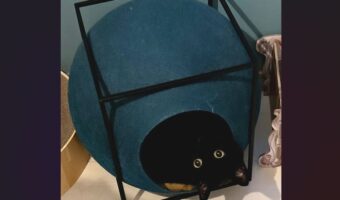 ネコが呼んだら・・。前衛的な現れ方をした!?「ひょっこりにゃ」「現代アートを名乗れますね!」