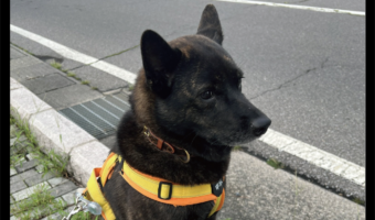 甲斐犬が銅像になっちゃった!?おさんぽ中にその場から微動だにしなくなった姿に「降りませんって顔してますね」「フィット感がすごい」