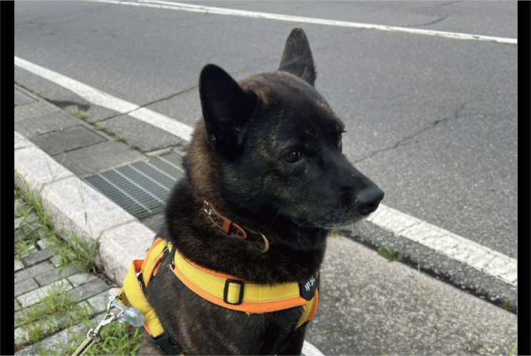 甲斐犬が銅像になっちゃった！？おさんぽ中にその場から微動だにしなくなった姿に「降りませんって顔してますね」「フィット感がすごい」