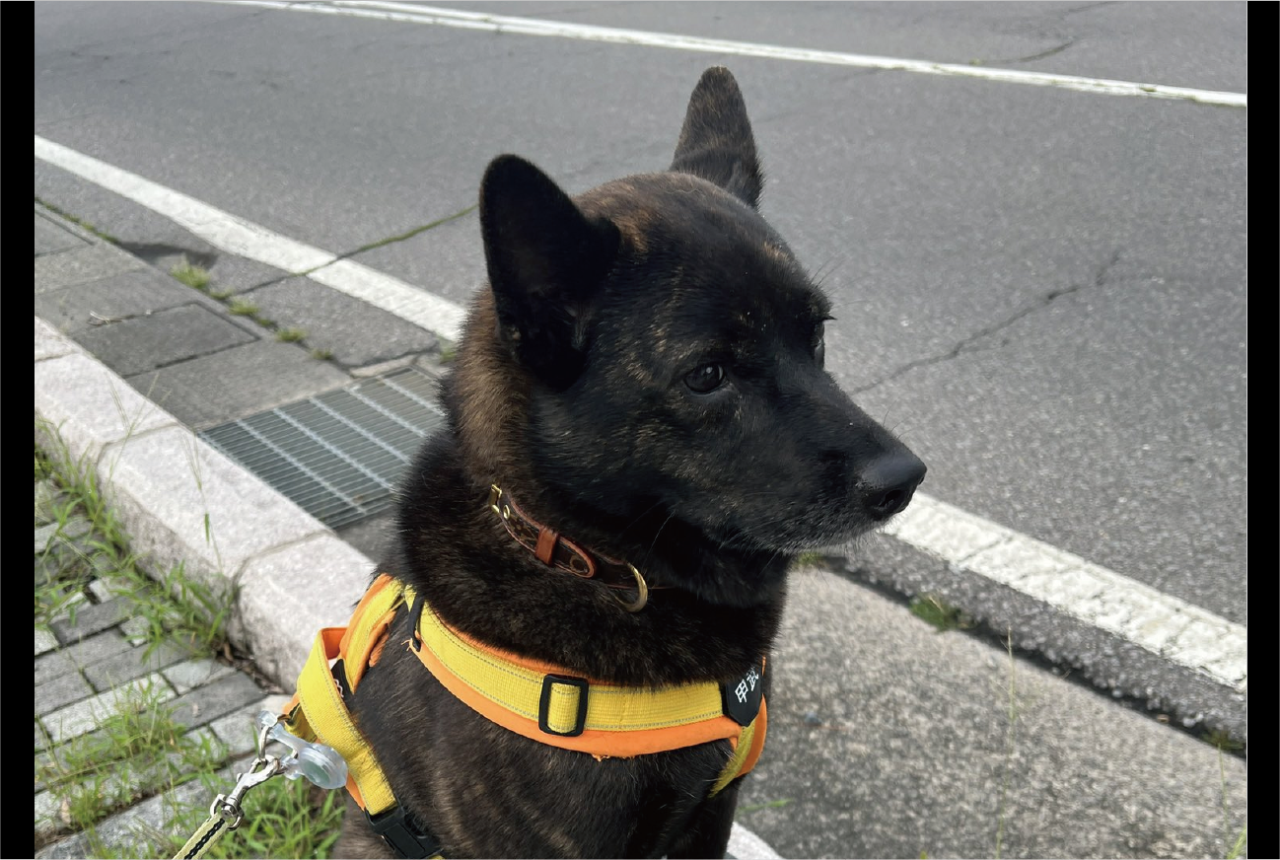 甲斐犬が銅像になっちゃった!?おさんぽ中にその場から微動だにしなくなった姿に「降りませんって顔してますね」「フィット感がすごい」