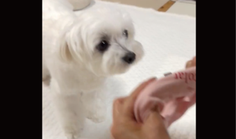 お着替えが上手なマルチーズ。頭をスムーズに通したら、おてては自分で通しちゃう！！