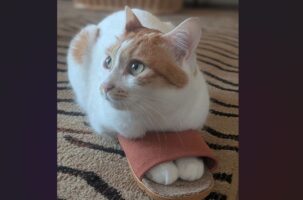 ネコがスリッパを履いてみた！得意げでかわいすぎると話題に「殿、温めておきました」「かわいい靴はいてどこ行くの？」