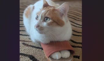 ネコがスリッパを履いてみた!得意げでかわいすぎると話題に「殿、温めておきました」「かわいい靴はいてどこ行くの?」