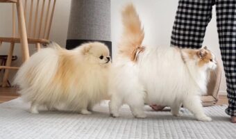 ネコにくっついて歩くポメラニアン。子犬のころからの変わらぬ行動が話題に「そっくりに育ちましたね〜」「めちゃ大きくなったんだね！」