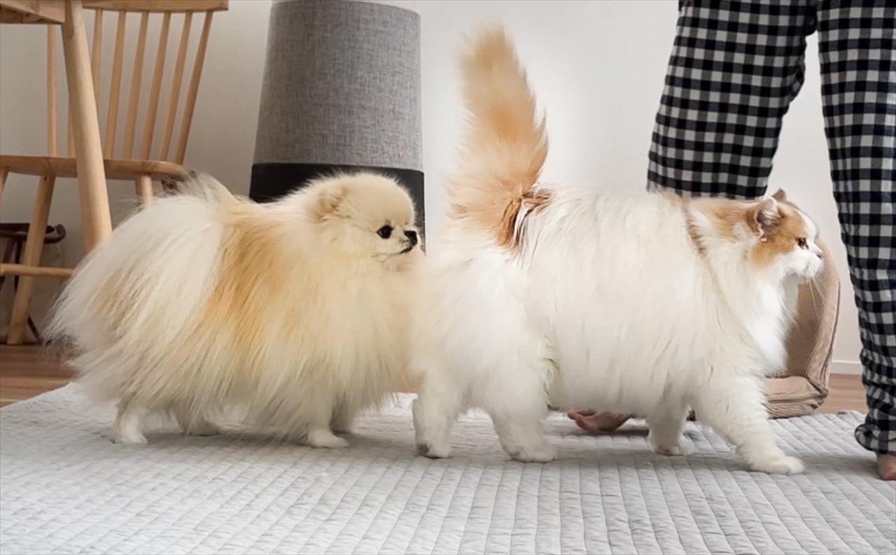 ネコにくっついて歩くポメラニアン。子犬のころからの変わらぬ行動が話題に「そっくりに育ちましたね〜」「めちゃ大きくなったんだね!」