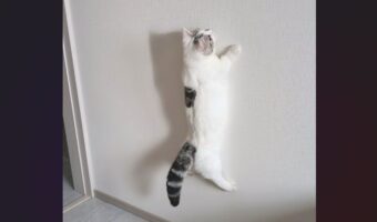 マンチカンが壁に貼り付いている！？その姿が「前世はセミかな？！」「お土産のマグネットでは？」と話題に