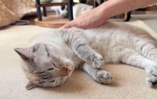 ナデナデしてもらいバンザ～イ！ネコが心地よい時のリアクションが話題に「見ていると幸せな気持ちになれます」