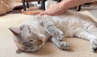 ナデナデしてもらいバンザ～イ！ネコが心地よい時のリアクションが話題に「見ていると幸せな気持ちになれます」