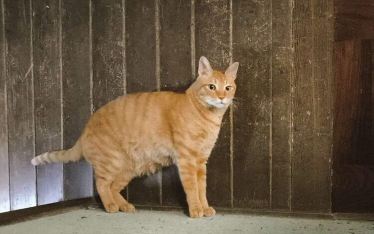 キリッと立ってるように見えるネコの真実に反響「騙し絵みたい」「そういう方向に重力かかってる説」