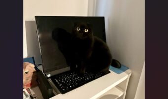 黒ネコがそこにいる!?モニターと同化した姿が話題に「瞬きしたら気づかないにゃん」「かくれんぼ上手!」