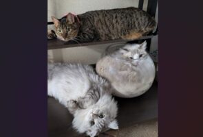 思い思いにくつろぐネコたち。みんな違うポーズで過ごす様子が話題に「みんな違ってみんないい！」「フリースタイル」