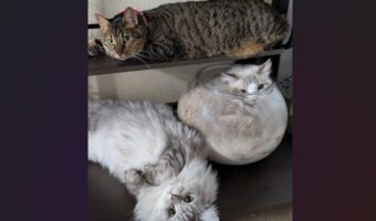 思い思いにくつろぐネコたち。みんな違うポーズで過ごす様子が話題に「みんな違ってみんないい！」「フリースタイル」