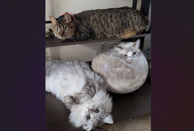 思い思いにくつろぐネコたち。みんな違うポーズで過ごす様子が話題に「みんな違ってみんないい！」「フリースタイル」