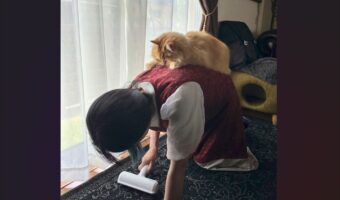「取っても取っても猫の毛が！」床をコロコロする飼い主さんとその背中でくつろぐネコの姿が話題に「生産者と消費者の図」「やる事すべてがかわいい」