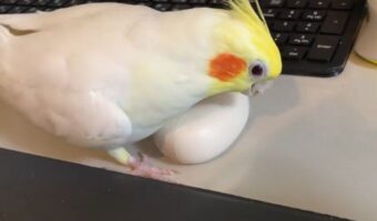 イヤホンを卵だと思いこむオカメインコの姿に反響「かわいい!面白すぎる!健気ですね〜」「懐の大きい子ですね」