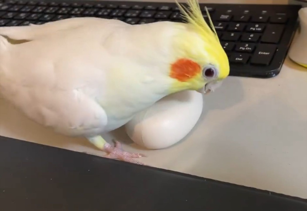 イヤホンを卵だと思いこむオカメインコの姿に反響「かわいい!面白すぎる!健気ですね〜」「懐の大きい子ですね」