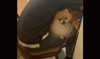 仮眠している膝上に天使が！？満面の笑顔がかわいすぎるポメラニアン「パパさんを癒してあげてるんだね」「毎日見られる主様が羨ましすぎる」