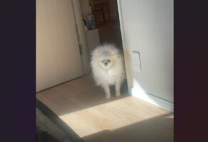 自分も寝起きでしょぼしょぼだけど・・。飼い主さんを起こしに来たポメラニアンがかわいいと話題に「毛もかわいさも爆発」「すっごい寝むそう」