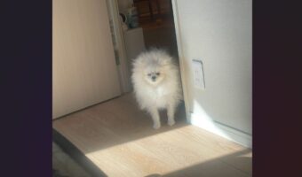 自分も寝起きでしょぼしょぼだけど・・。飼い主さんを起こしに来たポメラニアンがかわいいと話題に「毛もかわいさも爆発」「すっごい寝むそう」