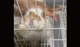 ウサギが飼い主さんをお出迎え!ナデナデしてもらい目をつぶるかわいすぎる姿に反響「両方の気持ちわかるわ〜」「かいぬしさんだいしゅきーという声が聞こえます」